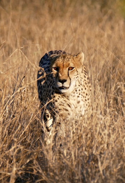 Gepard W Parku Narodowym Krugera
