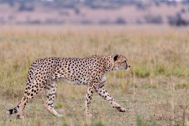 Gepardy Dzikie koty Dzikie zwierzęta Savanna Grassland Wilderness Maasai Mara National Park Kenia Wschód