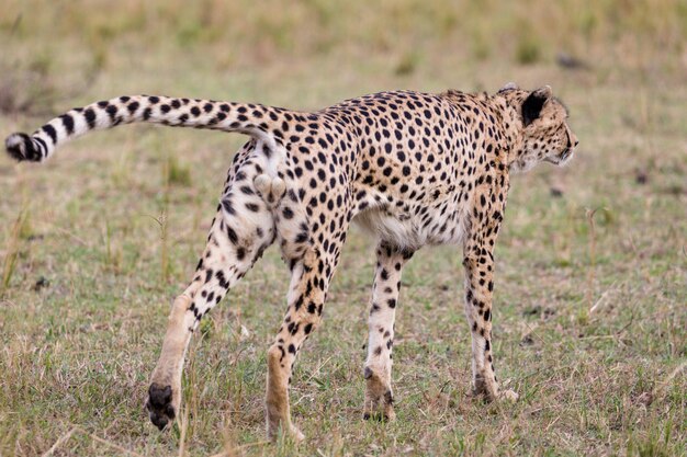 Gepardy Dzikie koty Dzikie zwierzęta Savanna Grassland Wilderness Maasai Mara National Park Kenia Wschód