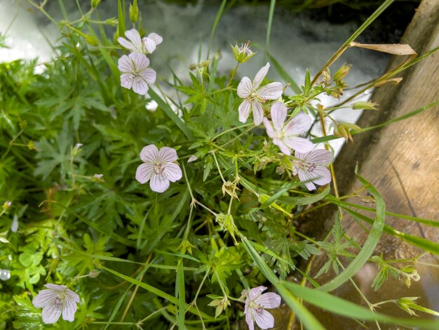 Geranium collinum to gatunek rośliny zielnej z rodziny bodziszkowatych