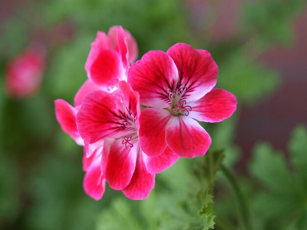 Geranium (Geraniales) różowy kwiat