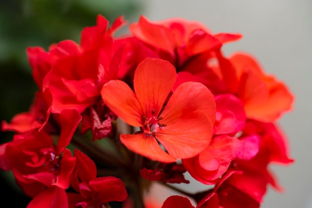 Geranium kolor różowe kwiaty geranium