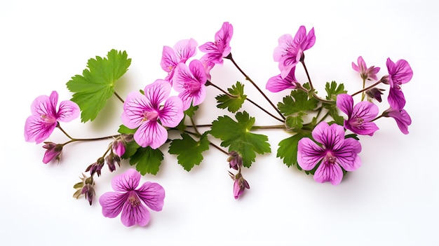 Geranium phaeum na białym tle