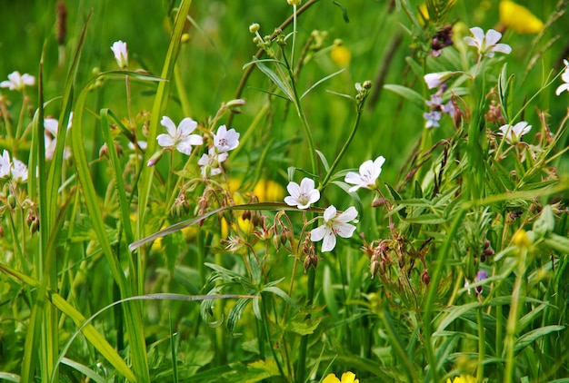 Geranium pratense odporna, kwitnąca wieloletnia roślina zielna z rodzaju Geranium.