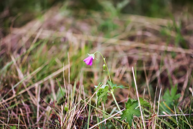 Geranium pratense Wildflower na polu kwitnącym latem w sierpniu