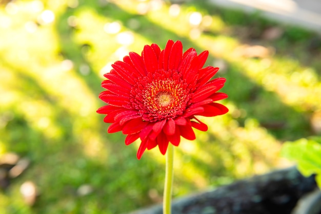 Gerbera czerwona, kwitną w piękny poranek