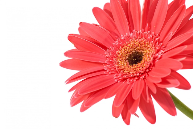 Gerbera czerwony kwiat