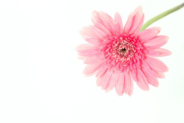 Gerbera daisy