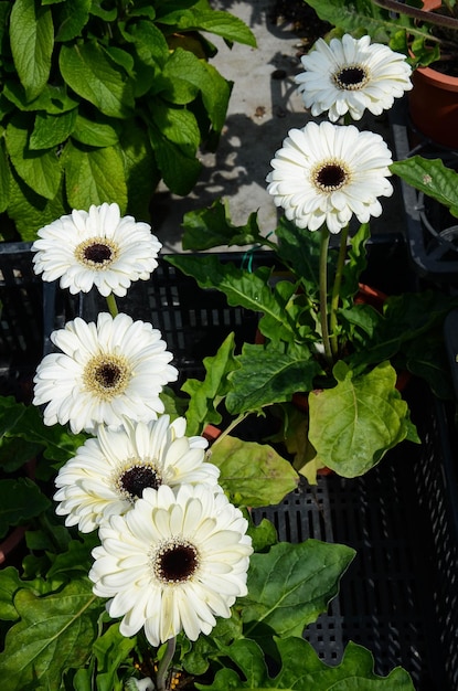 Gerbera jamesoniiStokrotka transwalska