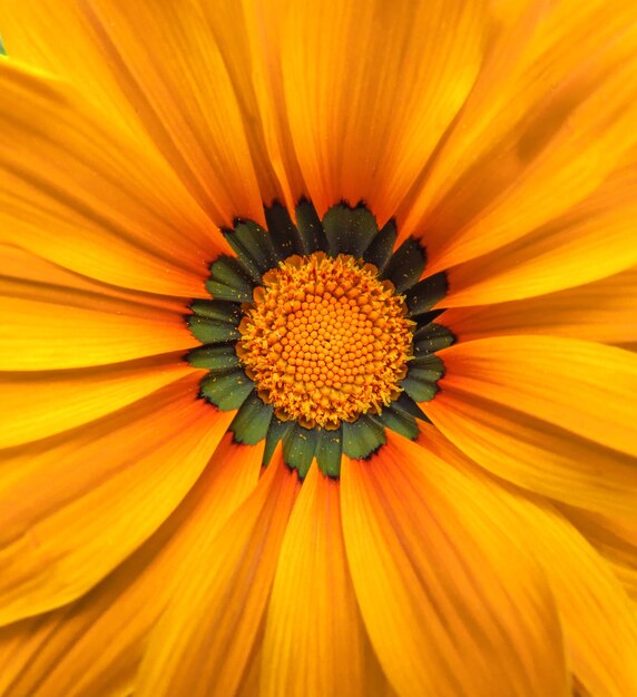 Gerbera kwiat makro żółty