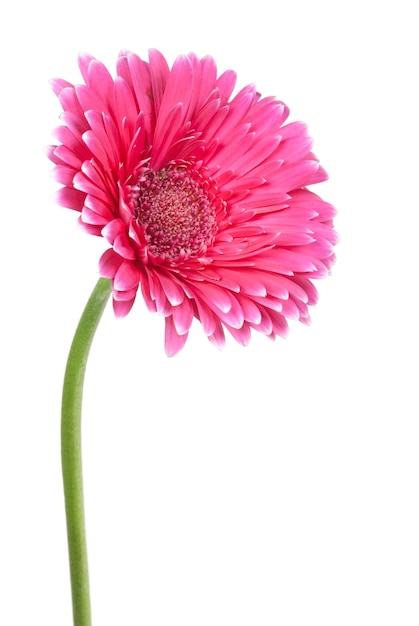 Gerbera kwiat