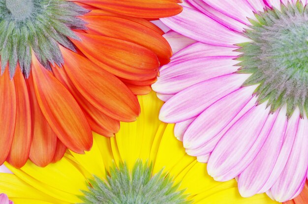 Zdjęcie gerbera kwiatów