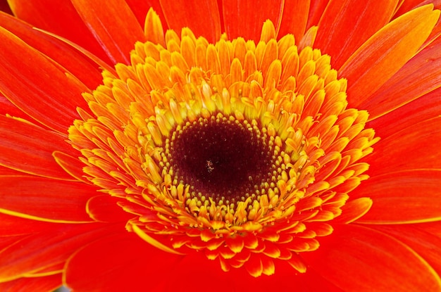 Gerbera Kwiatów