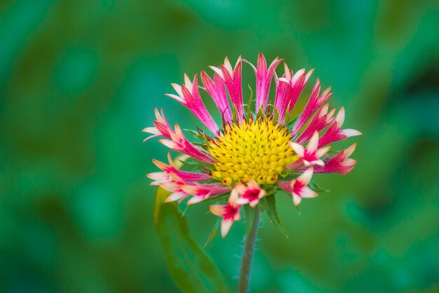 Gerbera Lub Gaillardia Aristata Lub Koc Kwiat Czerwony żółty Kwiat W Pełnym Rozkwicie