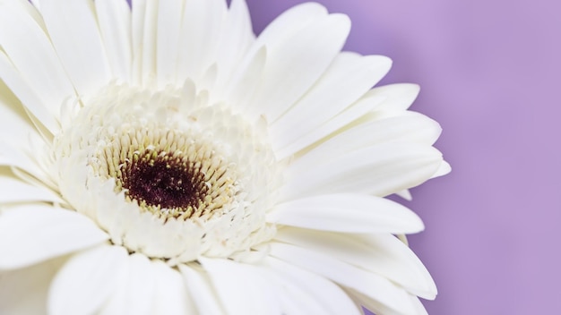 Gerbera naturalny kwiat z białymi płatkami na liliowym tle Banner