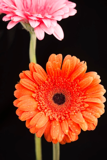 Gerbera pomarańczowy i różowy na białym tle na czarnym tle