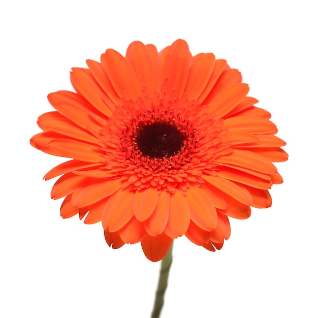 Gerbera pomarańczowy kwiat na białym tle. Płaski układanie, widok z góry