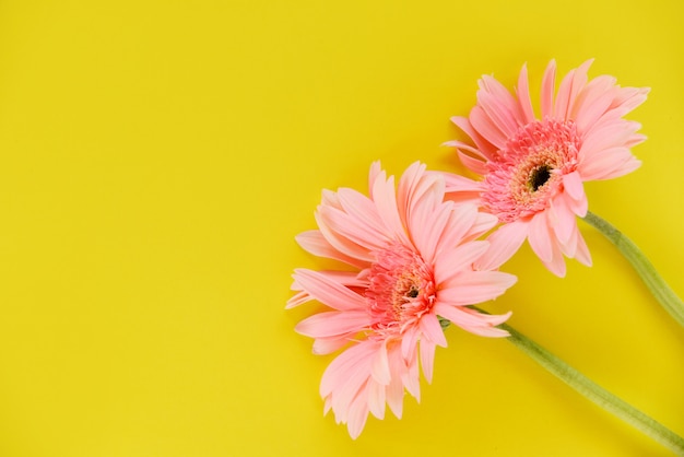 Zdjęcie gerbera różowy kwiat lato piękny kwitnący na żółtym