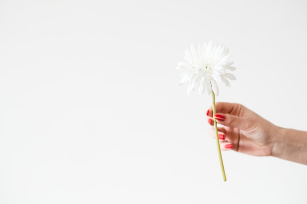 Gerbera stokrotka na białym tle flora kwiatowa i koncepcja kruchej natury kobieta ręka trzyma pojedynczą gałązkę ziołową