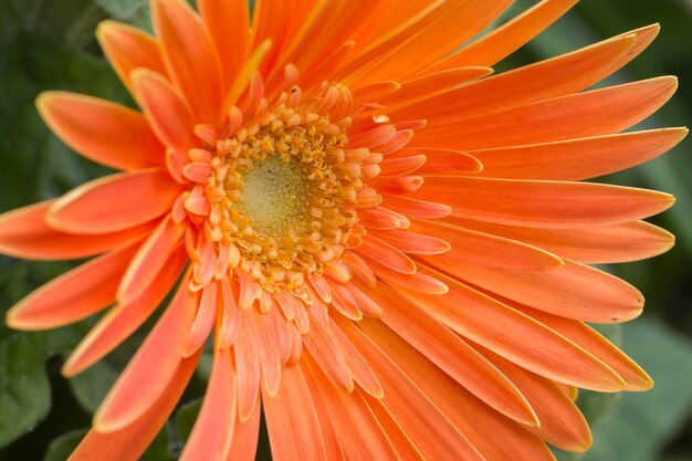 gerbera