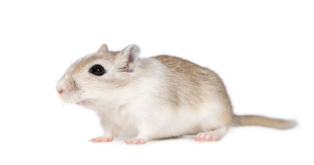 Gerbil na białym tle