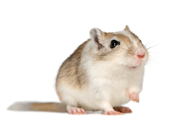 Gerbil na białym tle