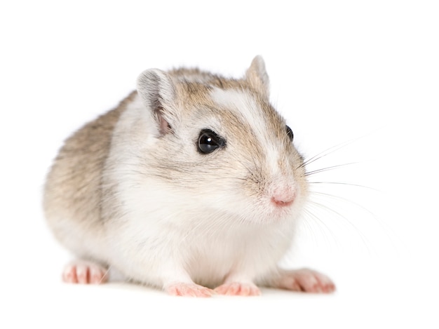 Gerbil na białym tle
