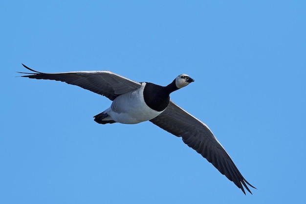 Gęś bernikla Branta leucopsis