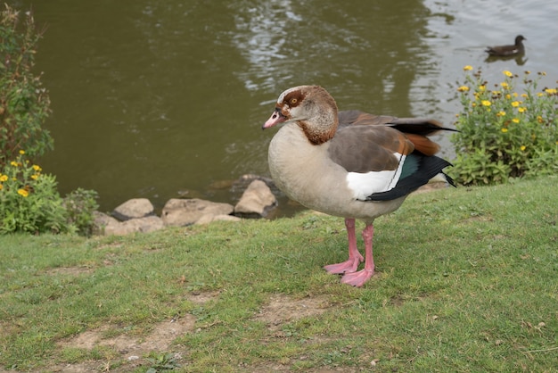 Gęś Egipska (alopochen Aegyptiacus) Nad Jeziorem