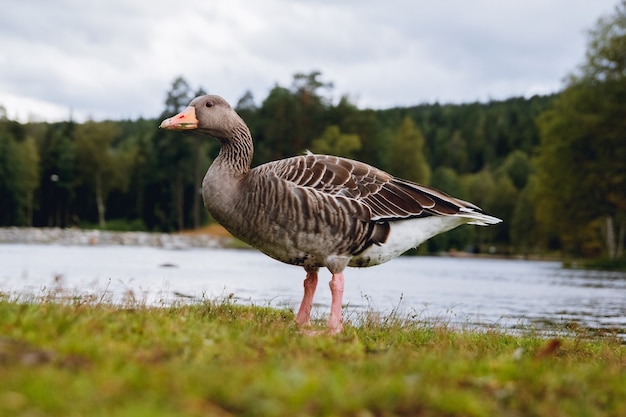 Gęś Gęgawa Z Pomarańczowym Dziobem W Parku Z Niebieskim Niebem I Tłem Jeziora.