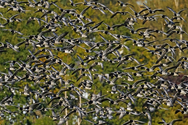 Gęsi bernikle Branta leucopsis