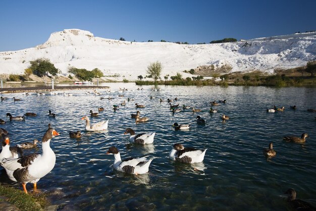 Gęsi i kaczki na jeziorze, w tle tarasy wapiennych wapiennych, Pamukkale, Turcja, zastosowany filtr polaryzacyjny