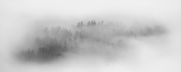 Gęsta mgła pokryła las, czarno-biała winieta z widokiem z góry na baner w tle