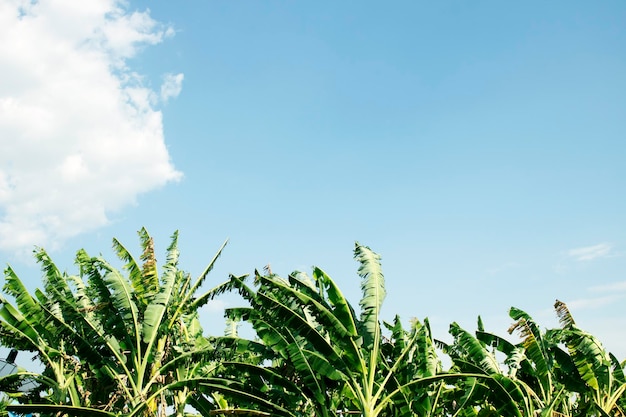 Gęsta plantacja bananów za nią to jasnoniebieskie niebo