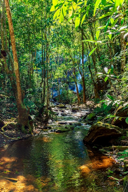 Gęsta roślinność lasów deszczowych przekroczona przez rzekę z wodospadem w tle