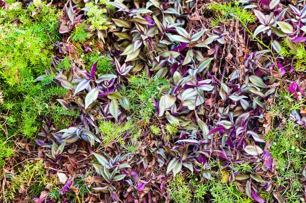 Gęsta roślinność zielna z zieloną trawą i purpurowozielonymi liśćmi