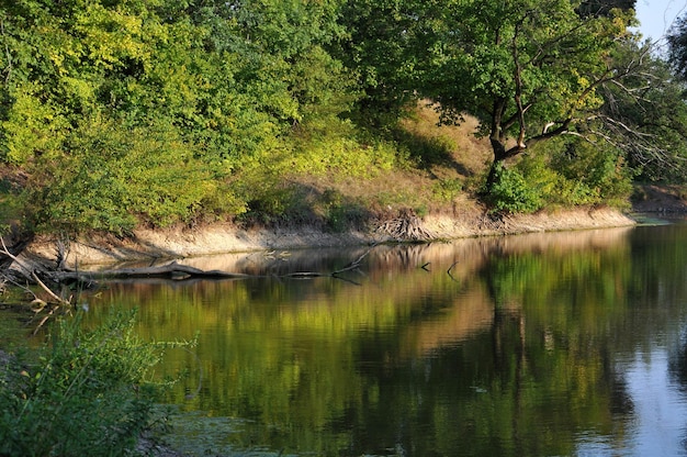 Gęsta rzeka leśna i niebo