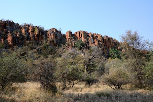 Gęste drzewa u podnóża gór na pustyni Namibii w Afryce