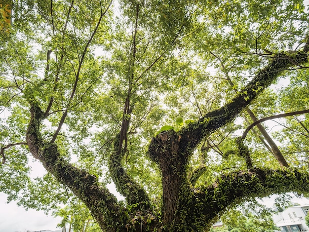 Gęste zielone liście na drzewie