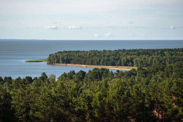 Gęsty Las Nad Morzem.