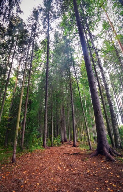 Gęsty las z długimi pniami drzew i droga Karelskie piękne krajobrazy