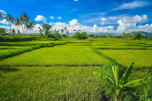 Gęsty tropikalny krajobraz Bali