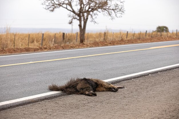 Giant anteater run over ilustrujący tematy biegania nad fauną lub bieganie nad dzikimi zwierzętami do celów kampanii informacyjnych