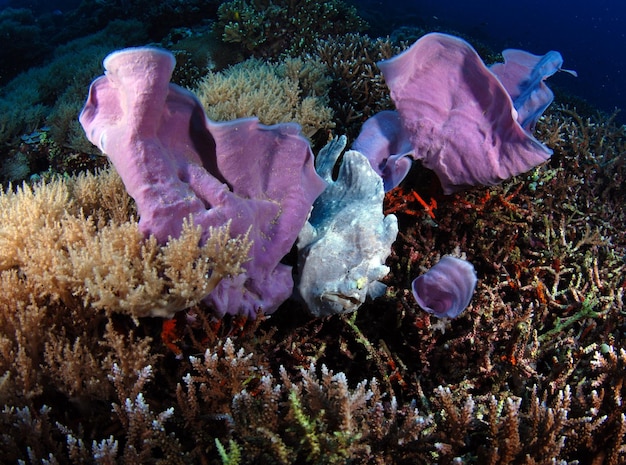 Giant Frogfish chuje się między gąbkami. Życie morskie Filipin.