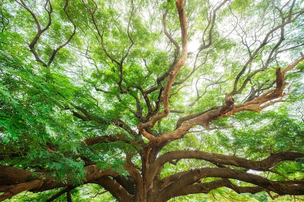 Giant Monky Pod Tree Lub Rain Tree Z Rozłożonymi Gałęziami W Cieniu I Blaskiem Słońca Rosnącym W Parku Publicznym