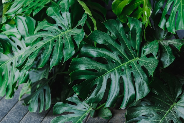 Giant Monstera Pozostawia Tropikalną Roślinę