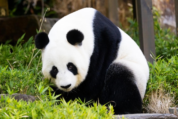 Giant Panda w środowisku zoo w Australii