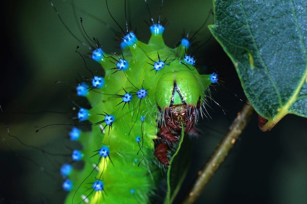 Giant Peacock Moth Saturnia pyri karmiąca gąsienicę