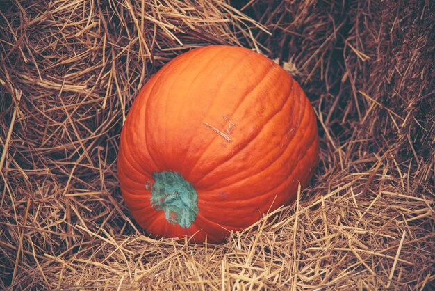 Giant Pumpkin uprawiane z nowoczesnych przemysłowych systemów rolniczych