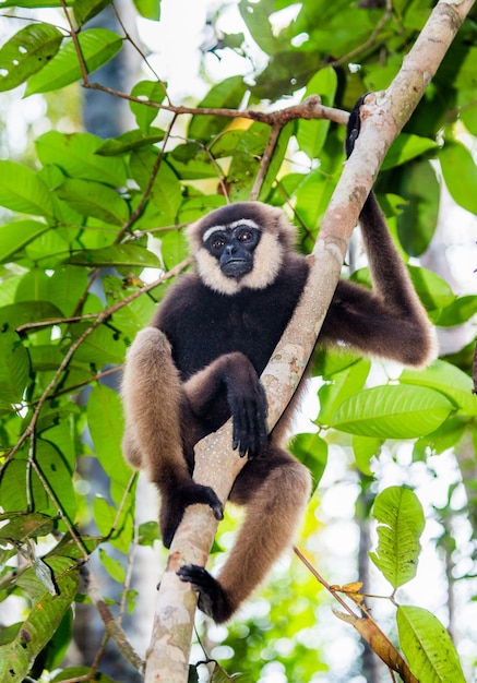 Gibbon Siedzi Na Drzewie. Indonezja. Wyspa Kalimantan. Borneo.